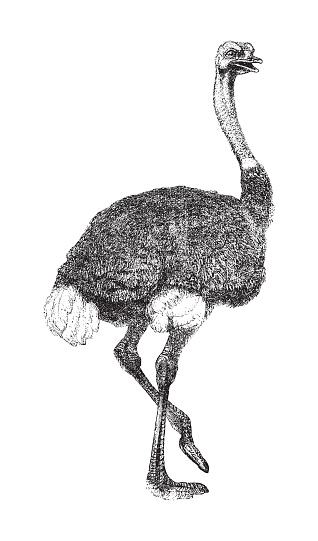 Vintage engraved illustration isolated on white background - Ostrich (Struthio camelus)