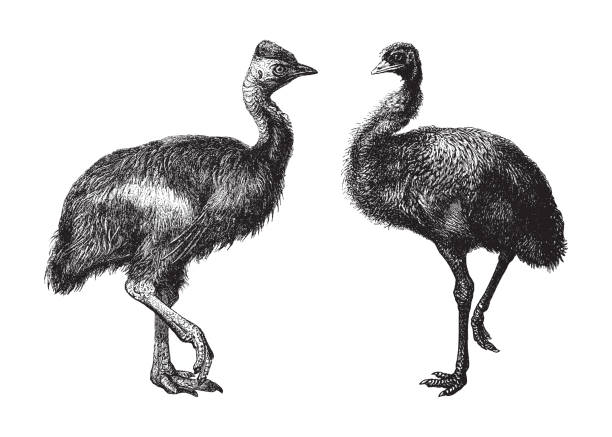 istock Southern cassowary (left) and Emu (right) - vintage illustration 1366007384