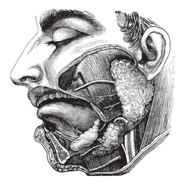 illustrazioni stock, clip art, cartoni animati e icone di tendenza di anatomia del cavo orale e delle ghiandole salivari - illustrazione vintage - ugola
