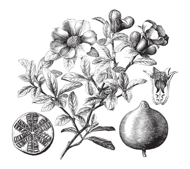 석류 식물 (푸니카 그라나툼) - 빈티지 일러스트레이션 - pomegranate pomegranite tree tree leaf stock illustrations