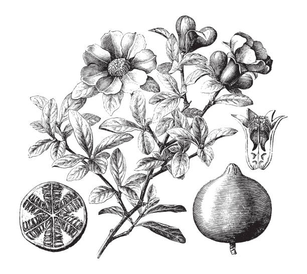 Pomegranate plant (Punica granatum) - vintage illustration Vintage engraved illustration isolated on white background - Pomegranate plant (Punica granatum) pomegranate tree stock illustrations