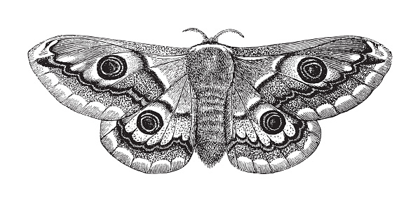 Vintage engraved illustration isolated on white background - Peacock-eye nocturnal moth