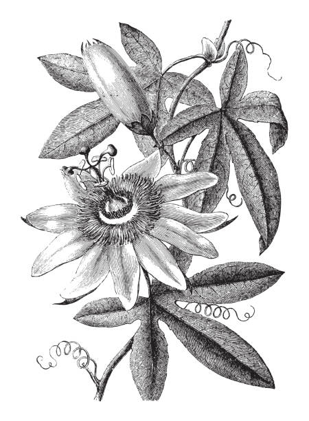 Passiflora - vintage illustration Vintage engraved illustration isolated on white background - Passiflora passion flower stock illustrations