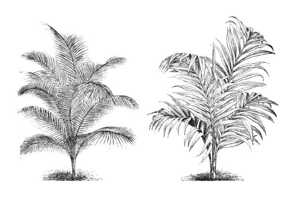 Chamaedorea concolor and Areca Baueri palm tree - vintage illustration Vintage engraved illustration isolated on white background - Chamaedorea concolor and Areca Baueri palm tree areca stock illustrations