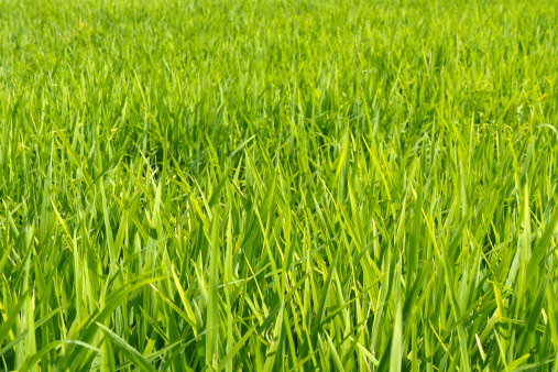 rice field in bright green Jasmine rice