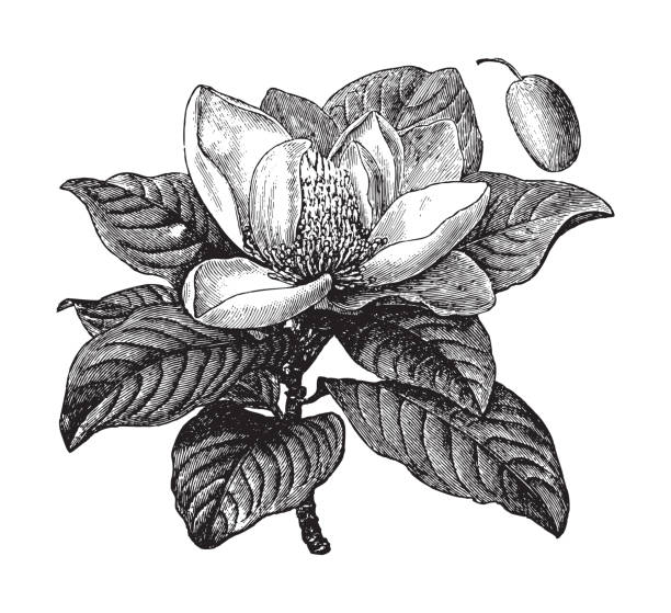 ilustraciones, imágenes clip art, dibujos animados e iconos de stock de magnolia del sur o bahía de toros (magnolia grandiflora) - ilustración vintage - magnolia single flower flower spring