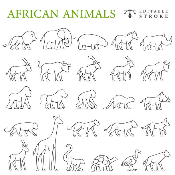 afrikanische tiere liniensymbole. bearbeitbarer strich. - white background isolated icon set clip art stock-grafiken, -clipart, -cartoons und -symbole