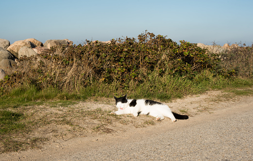 cat lies on the beach of the bay