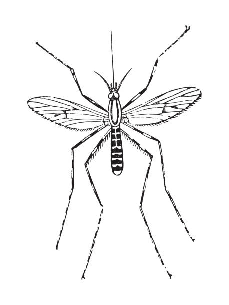 illustrations, cliparts, dessins animés et icônes de moustique (culex annulatus) - illustration vintage - stinging
