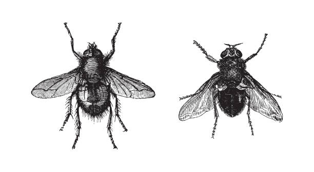 illustrazioni stock, clip art, cartoni animati e icone di tendenza di fly - tachina fera e calliphora vomitoria - illustrazione vintage - engraved image fly antique housefly
