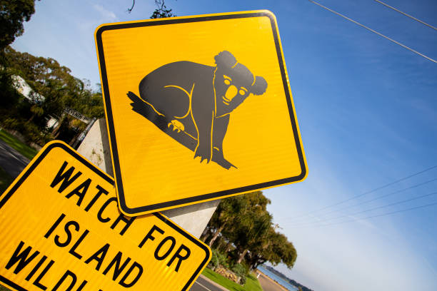 オーストラリアの道路沿いの道路標識 - koala sign australian culture animal ストックフォトと画像