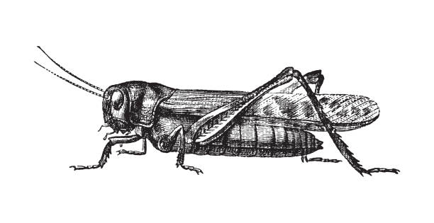 철새 메뚜기 (로커스스타 철새) - 빈티지 일러스트레이션 - grasshopper stock illustrations