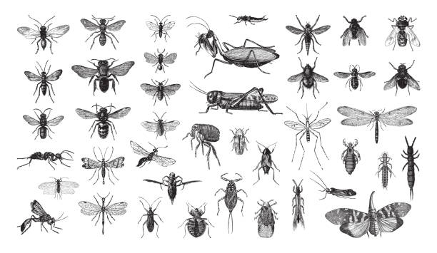 Insect collection - vintage illustration Vintage engraved illustration isolated on white background - Insect collection hornet swarm stock illustrations