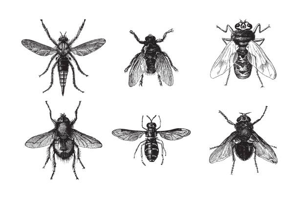 illustrazioni stock, clip art, cartoni animati e icone di tendenza di collezione fly - illustrazione vintage - engraved image fly antique housefly