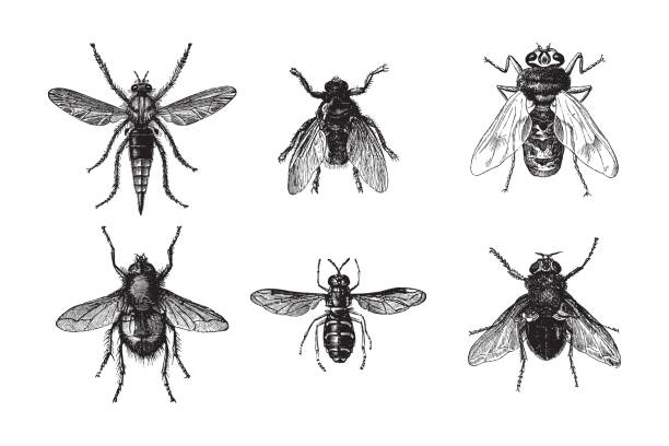 Fly collection - vintage illustration Vintage engraved illustration isolated on white background - Fly collection hoverfly stock illustrations