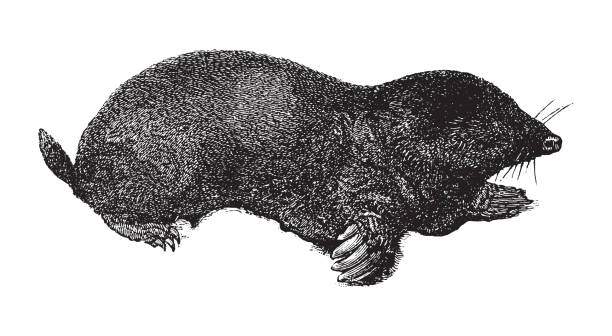 ilustraciones, imágenes clip art, dibujos animados e iconos de stock de mole europeo (talpa europaea) - ilustración vintage - topo común