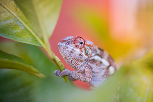 colorful chameleon waiting to hunt its prey, perched on a bush, concept patience, hunting