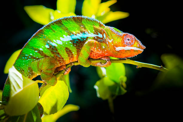 istock Beautiful colored chameleon. colorful chameleon perched on a branch looking. Chamaleo calyptratus 1366009753