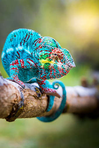 Rare species of blue chameleon before attacking, clinging to a branch,