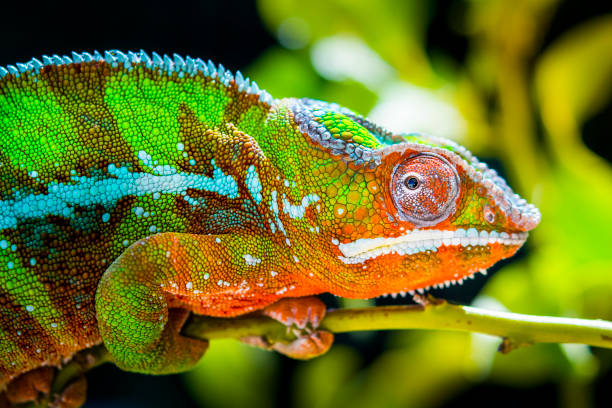 beau caméléon coloré. 
caméléon coloré perché sur une branche ressemblant. chamaleo calyptratus - yemen chameleon photos et images de collection