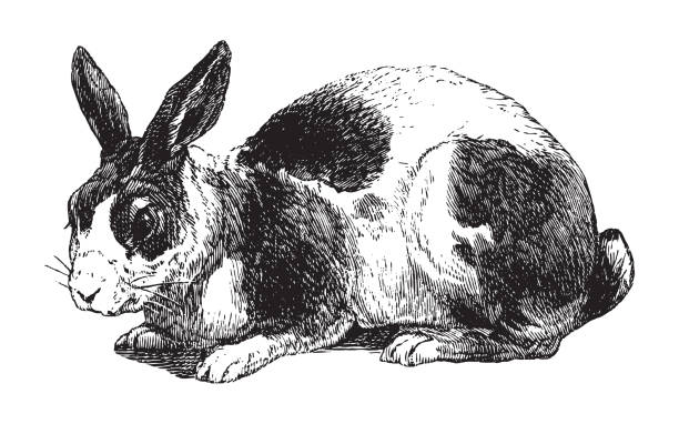 Rabbit - vintage illustration Vintage engraved illustration isolated on white background - Rabbit bunny ear stock illustrations