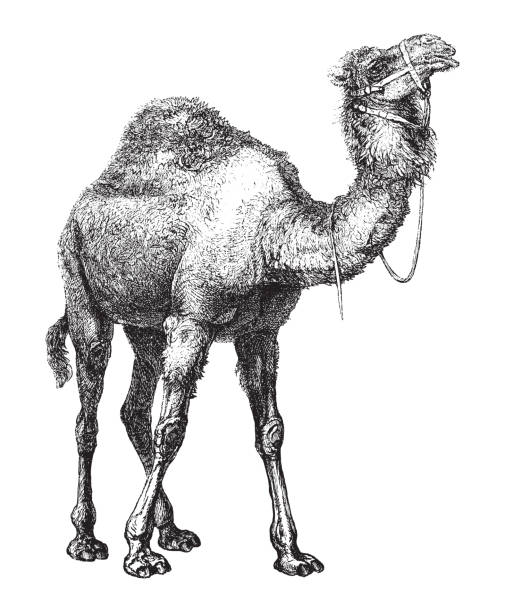 Dromedary (Camelus dromedarius) - vintage illustration Vintage engraved illustration isolated on white background - Dromedary (Camelus dromedarius) dromedary camel stock illustrations