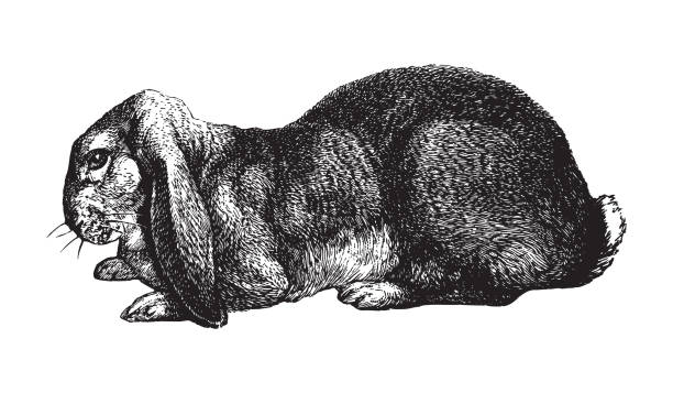 Eching Rabbits Rabbit Etching Illustrations, Royalty-Free Vector Graphics & Clip Art ...
