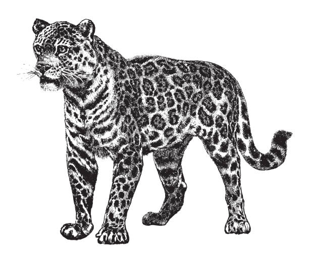 Jaguar (Panthera onca) - vintage illustration Vintage engraved illustration isolated on white background - Jaguar (Panthera onca) jaguar stock illustrations