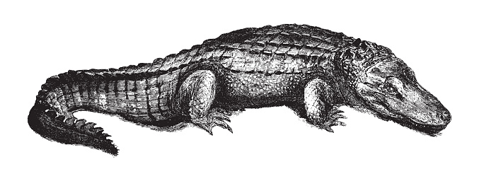 Vintage engraved illustration isolated on white background - American alligator (Alligator mississippiensis)
