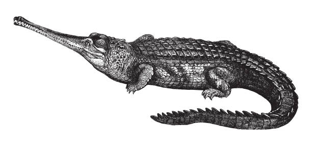 illustrations, cliparts, dessins animés et icônes de gharial ou gavial (gavialis gangeticus) - illustration vintage - gavial