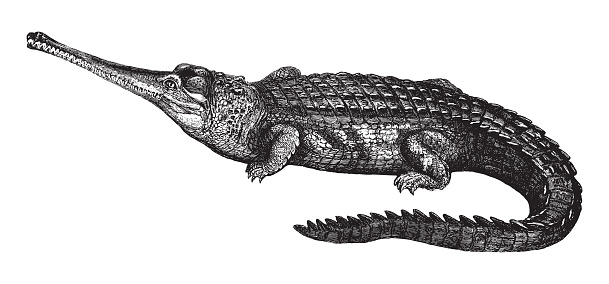 Vintage engraved illustration isolated on white background - Gharial or Gavial (Gavialis gangeticus)