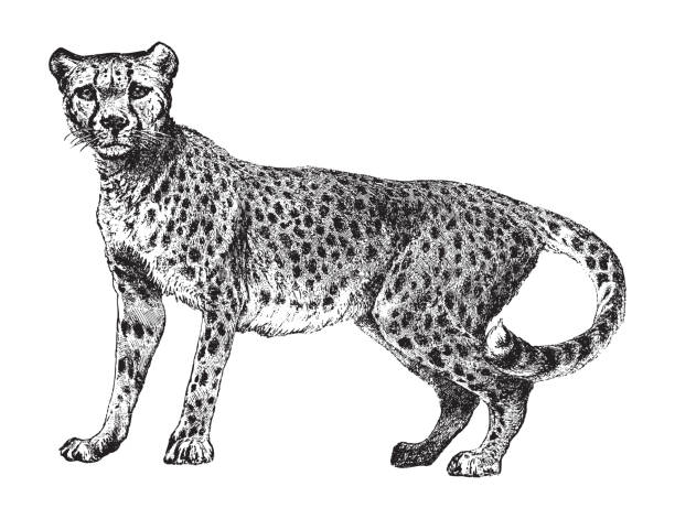 Cheetah (Acinonyx jubatus) - vintage illustration Vintage engraved illustration isolated on white background - Cheetah (Acinonyx jubatus) black and white cheetah print stock illustrations