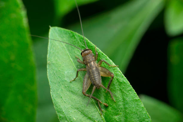 istock Nymph field cricket, Satara, Maharashtra, India 1366010582