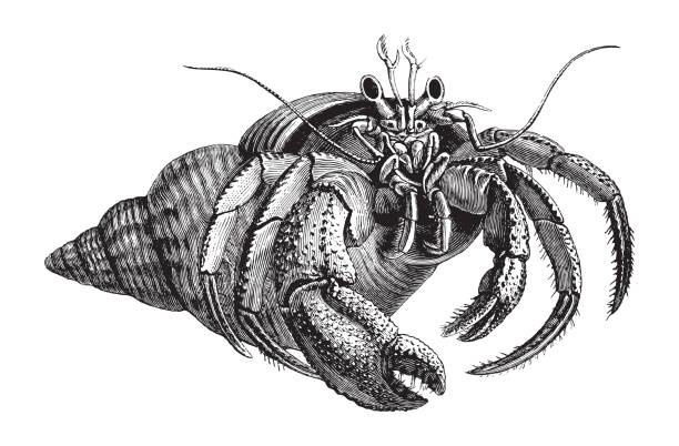 Hermit crab (Pagurus bernhardus) - vintage illustration Vintage engraved illustration isolated on white background - Hermit crab (Pagurus bernhardus) hermit crab stock illustrations
