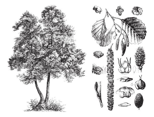 Common alder (Alnus glutinosa) - vintage illustration Vintage engraved illustration isolated on white background - Common alder (Alnus glutinosa) alder tree drawing stock illustrations