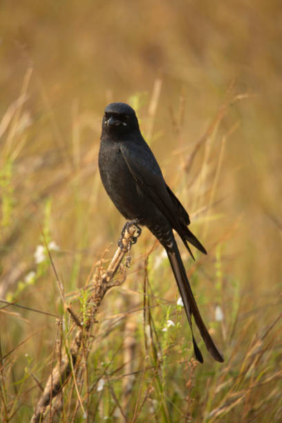 drongo nero, dicrurus macrocercus, satara, maharashtra, india . cr2 · - drongo foto e immagini stock