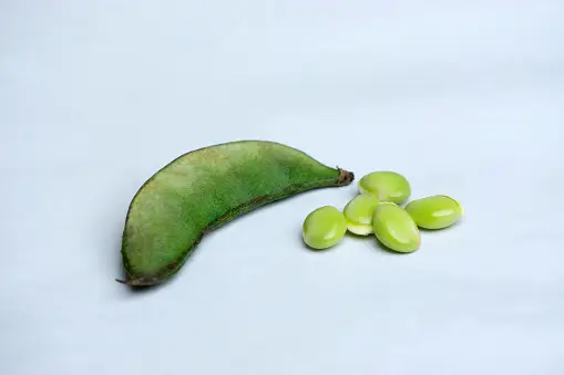Can Dogs Eat Lima Beans? 7 Can Dogs Eat Lima Beans?