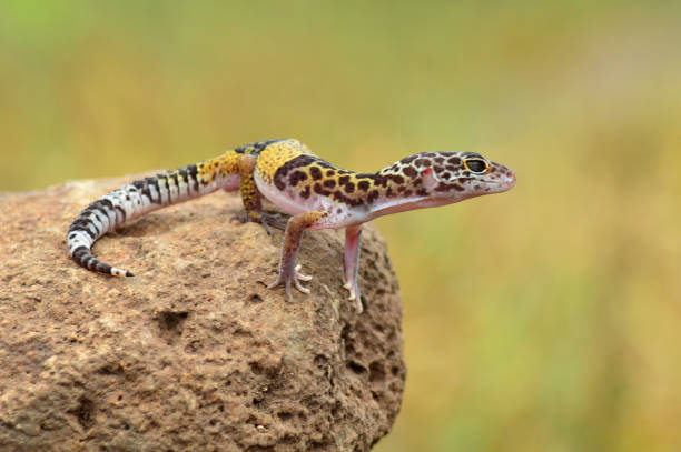 istock Indian leopard gecko, Eublepharis fuscus, Baramati Maharashtra India 1366010799