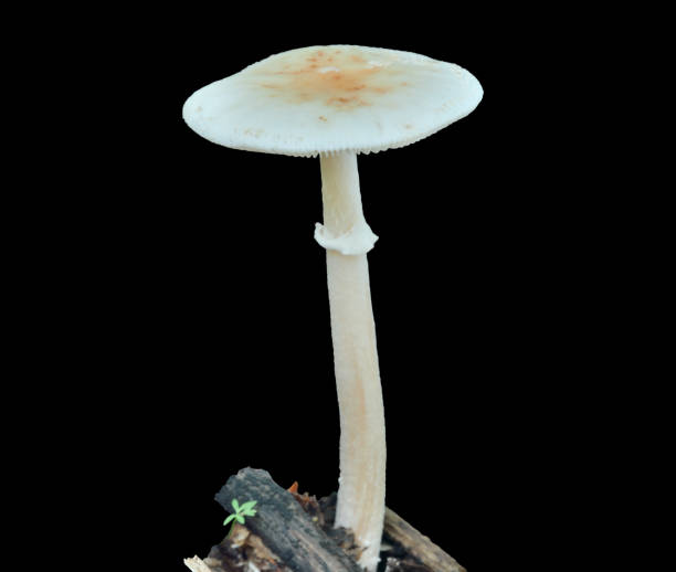 istock Poisonous mushroom fly-agaric (Amanita virosa) 1366010844