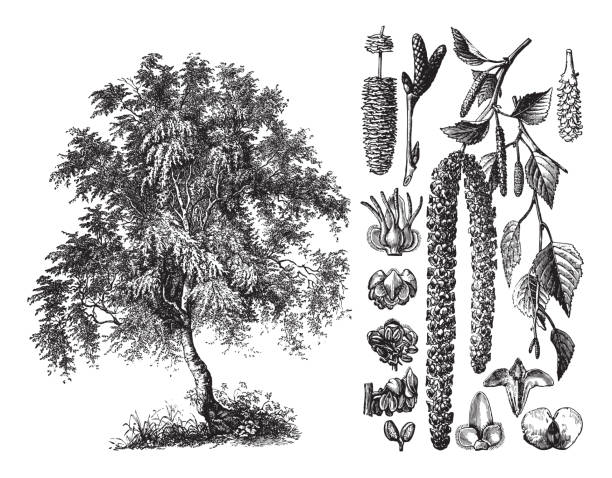 silberbirke (betula verrucosa) - vintage illustration - silver birch tree stock-grafiken, -clipart, -cartoons und -symbole