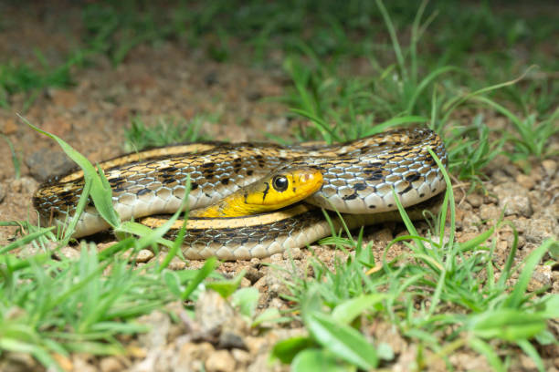 istock Buff striped keelback, Amphiesma stolatum, Satara, Maharashtra, India 1366010929