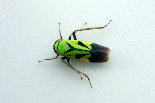 Green froghopper closeup shot, Satara, Maharashtra, India
