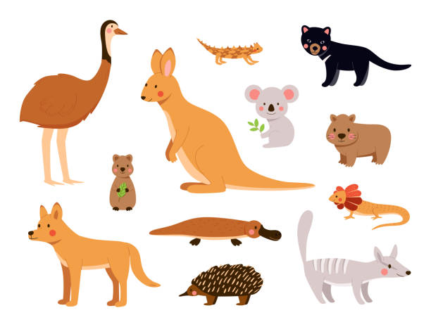 Australian animals in cute cartoon vector set Australian animals in cute cartoon vector set. Funny illustrations of rare and unique fauna of Australia wombat stock illustrations