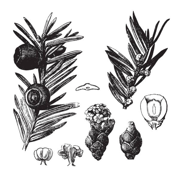 Pazifische Eibe Illustrationen und iStock