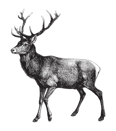 Vintage engraved illustration isolated on white background - Red deer (Cervus Elaphus)