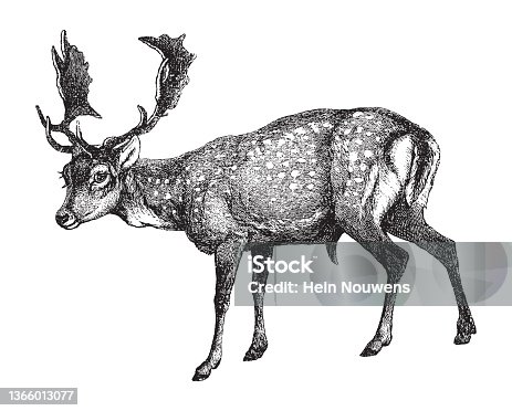 istock Fallow deer (Dama dama) - vintage illustration 1366013077