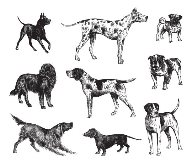 ilustraciones, imágenes clip art, dibujos animados e iconos de stock de colección perro - ilustración grabada vintage aislada sobre fondo blanco - animal hair illustrations