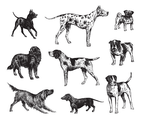 Collection of dogs: Miniature Pinscher - Great dane or German mastiff dog - Pug dog - Bulldog - German Shorthaired Pointer - Newfoundland dog - Setter - Dachshund - English Foxhound