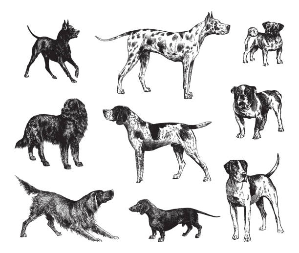Dog collection - vintage engraved illustration isolated on white background Collection of dogs: Miniature Pinscher - Great dane or German mastiff dog - Pug dog - Bulldog - German Shorthaired Pointer - Newfoundland dog - Setter - Dachshund - English Foxhound hound stock illustrations