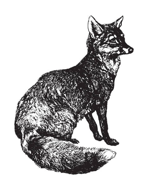 bildbanksillustrationer, clip art samt tecknat material och ikoner med red fox (vulpes vulpes) - vintage illustration - allätare